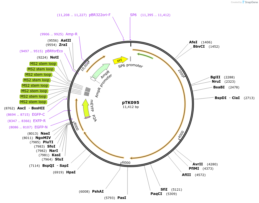 59560-plasmid-map-sequence-id-92965