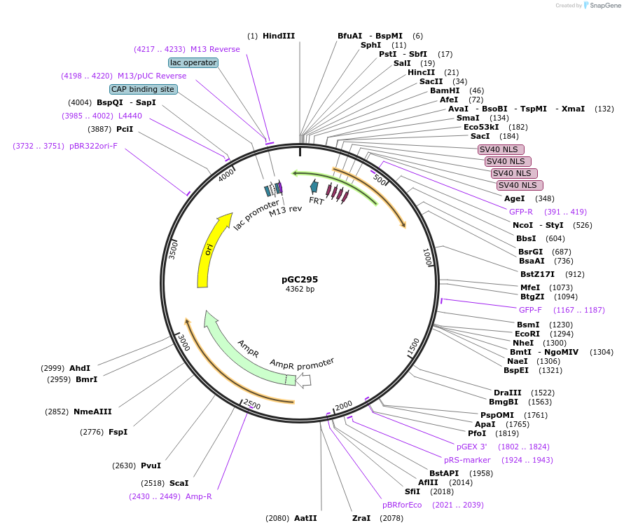 19665-plasmid-map-sequence-id-9297