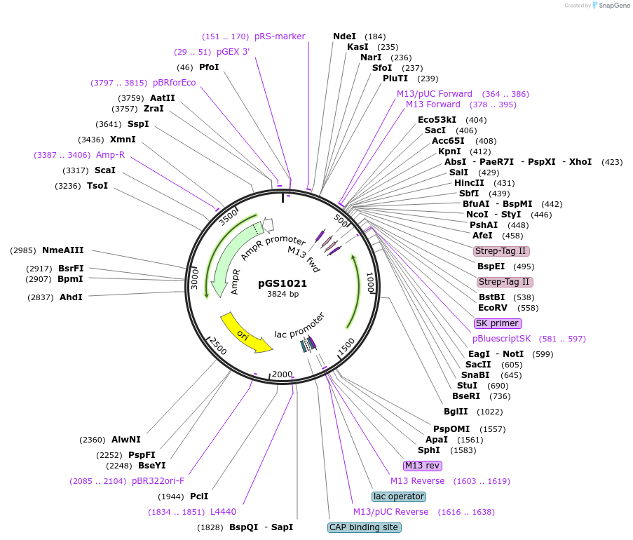 59575-plasmid-map-sequence-id-92981