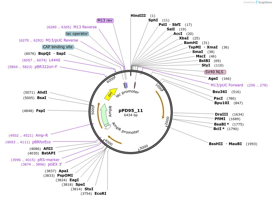 1482-plasmid-map-sequence-id-93
