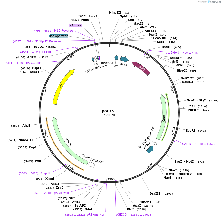19671-plasmid-map-sequence-id-9303