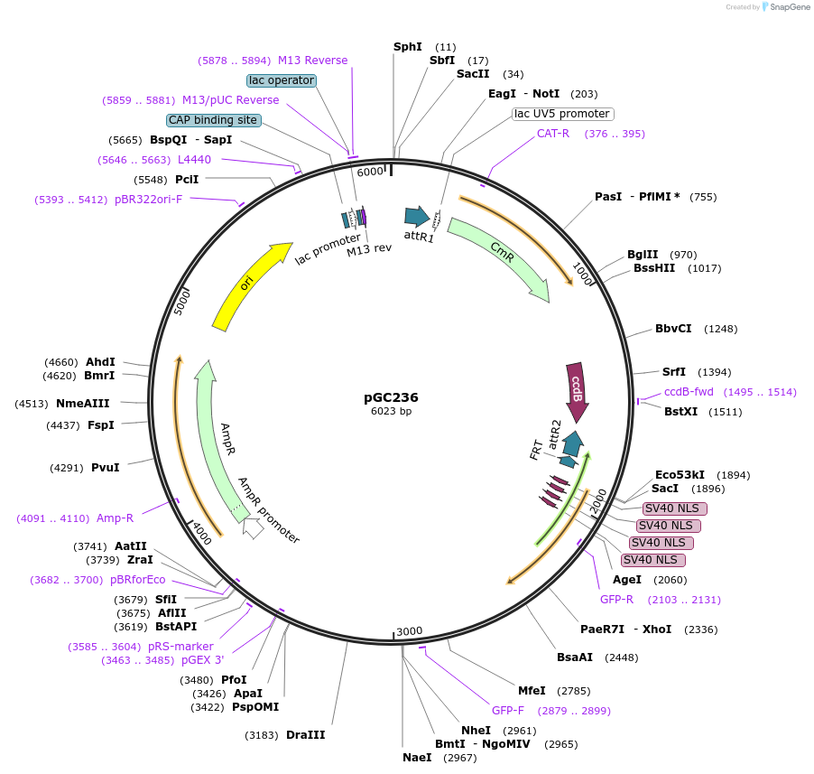 19675-plasmid-map-sequence-id-9307
