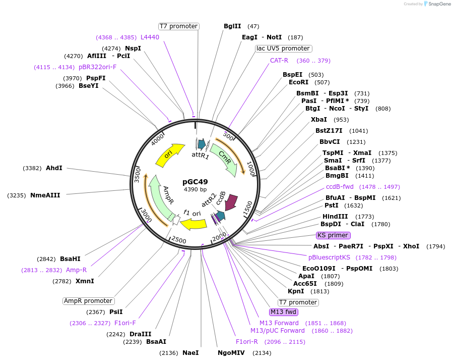 19680-plasmid-map-sequence-id-9312