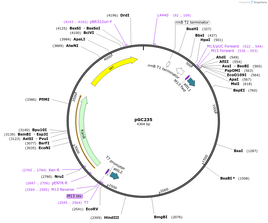 19683-plasmid-map-sequence-id-9315