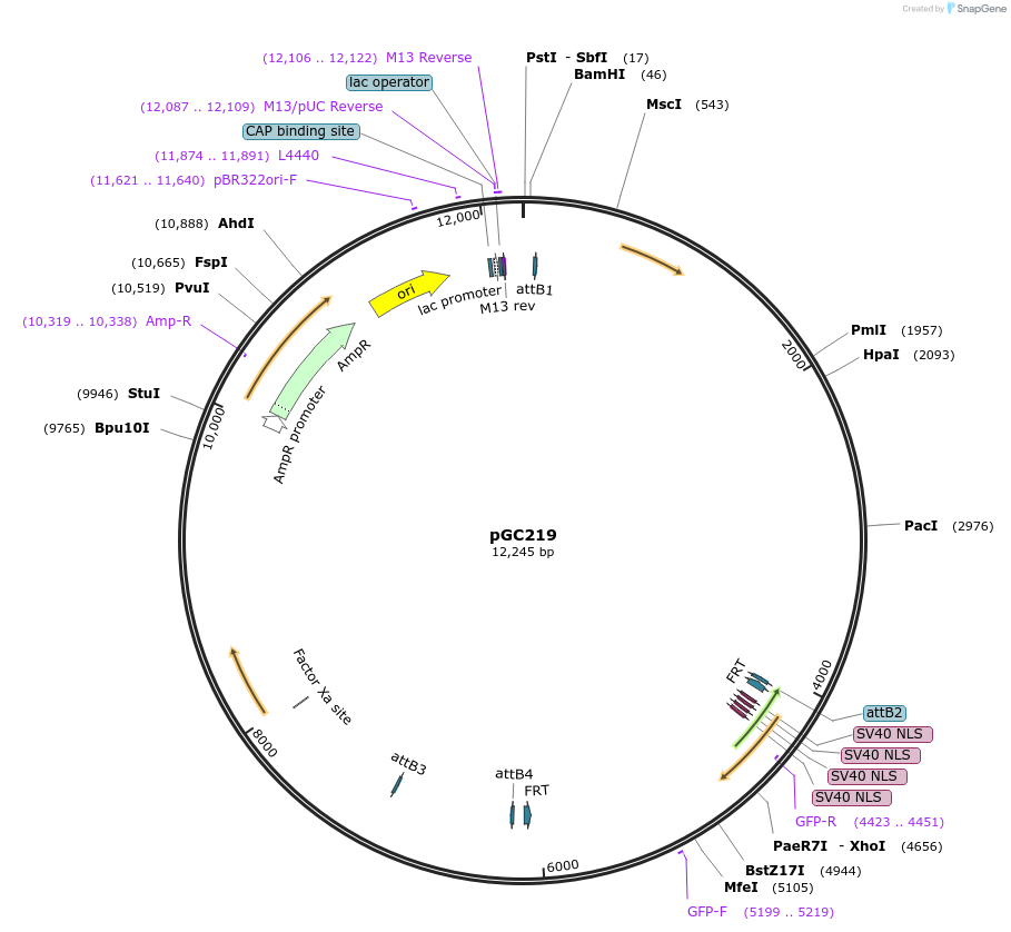 19687-plasmid-map-sequence-id-9319