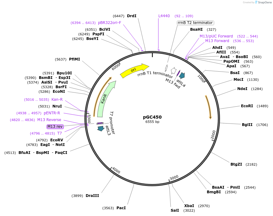 19691-plasmid-map-sequence-id-9323