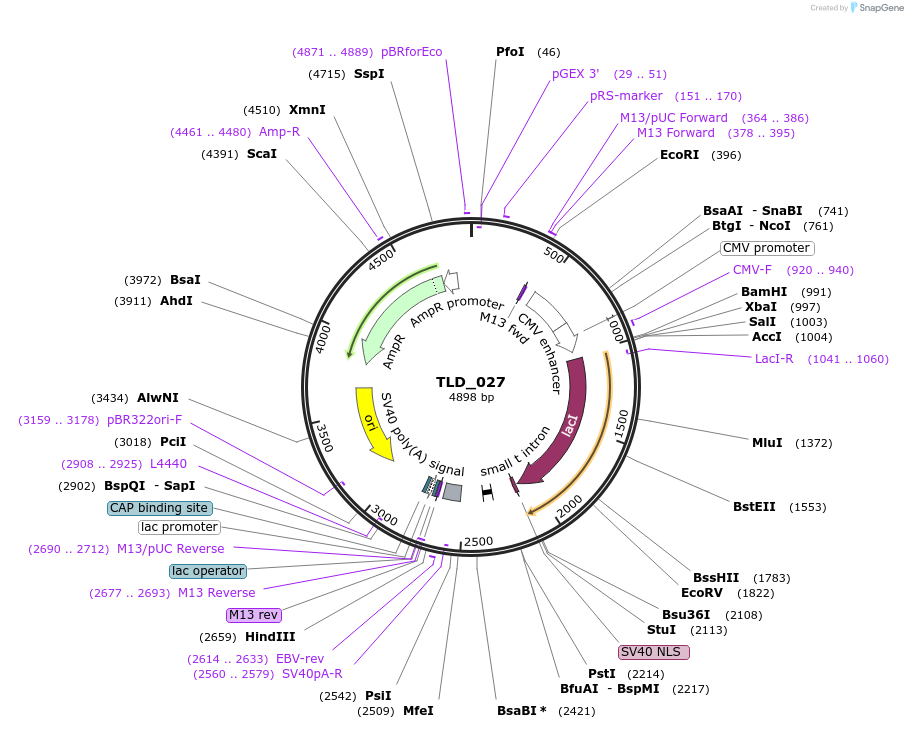 19697-plasmid-map-sequence-id-9328