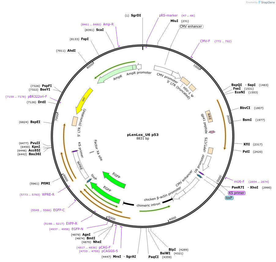 59360-plasmid-map-sequence-id-93311