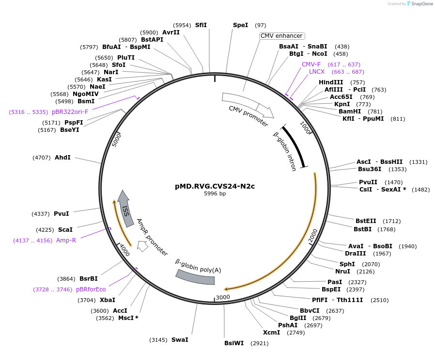19712-plasmid-map-sequence-id-9338