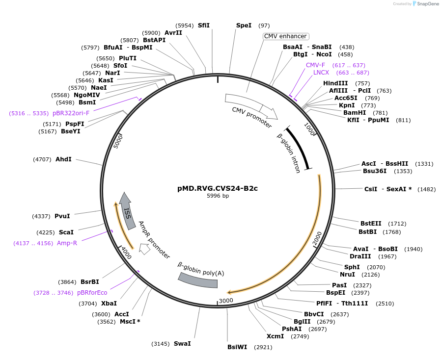19713-plasmid-map-sequence-id-9339