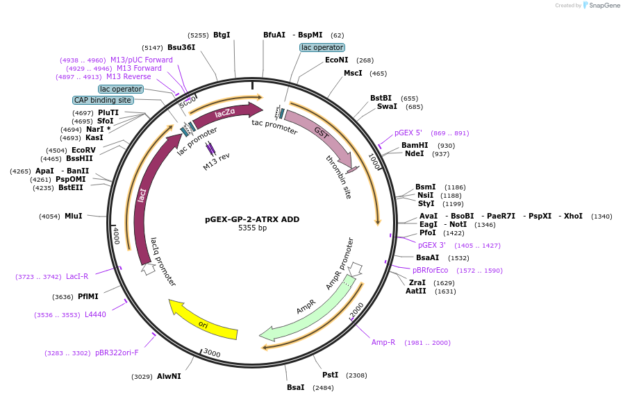 59698-plasmid-map-sequence-id-93444