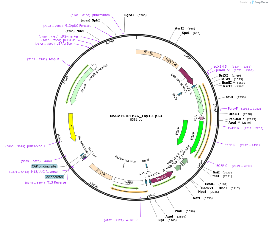 19748-plasmid-map-sequence-id-9355