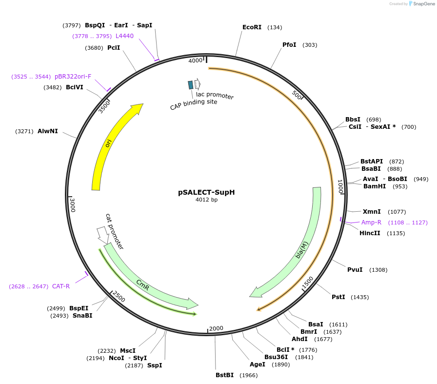 59710-plasmid-map-sequence-id-93643