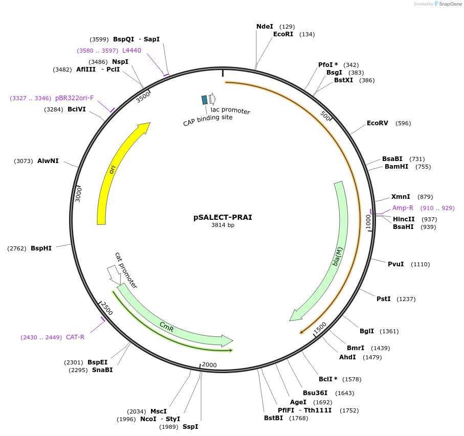 59709-plasmid-map-sequence-id-93644
