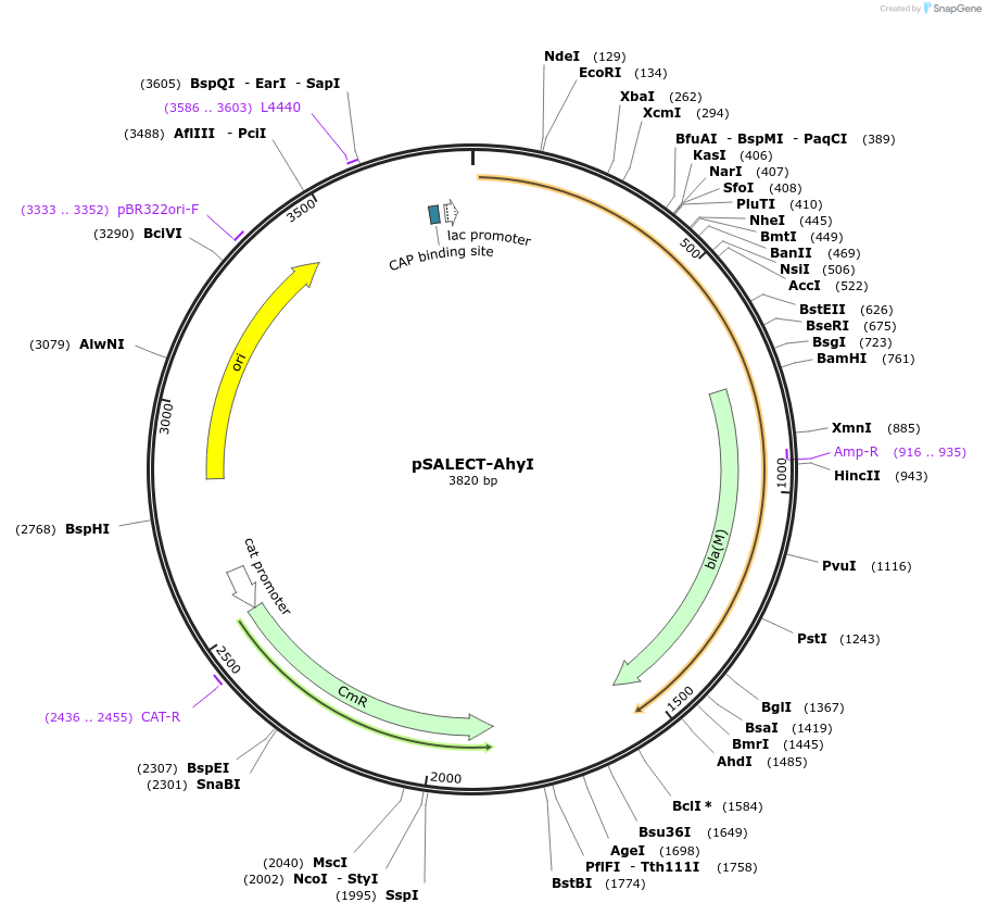 59708-plasmid-map-sequence-id-93645