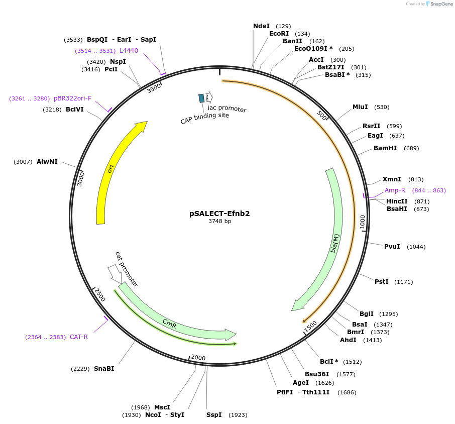 59707-plasmid-map-sequence-id-93646