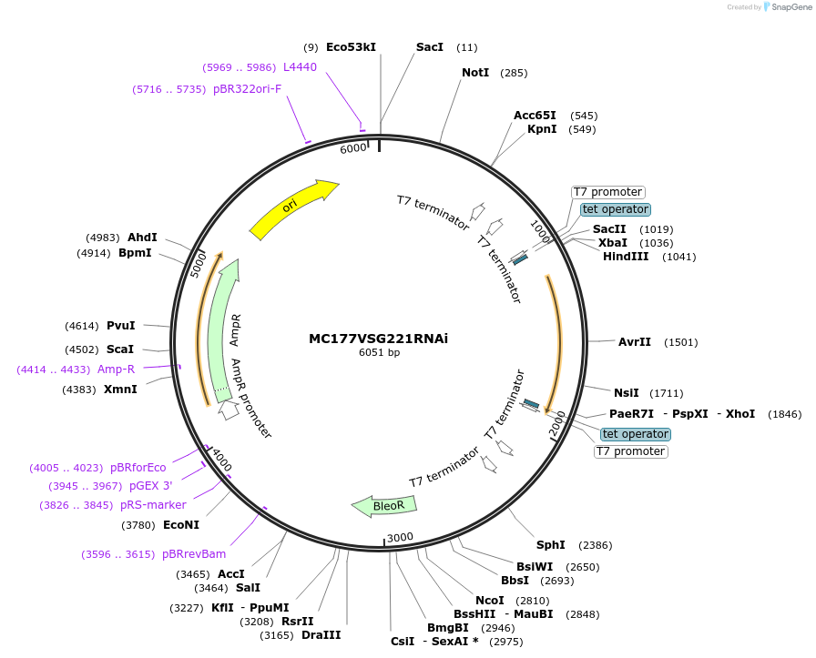 59730-plasmid-map-sequence-id-93746