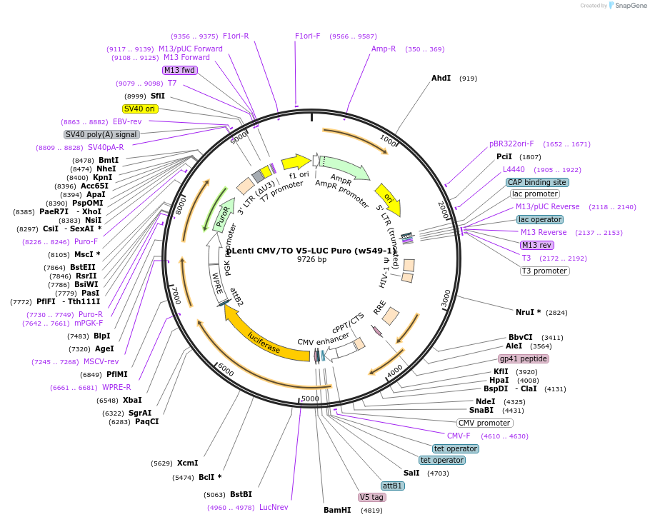 19785-plasmid-map-sequence-id-9378