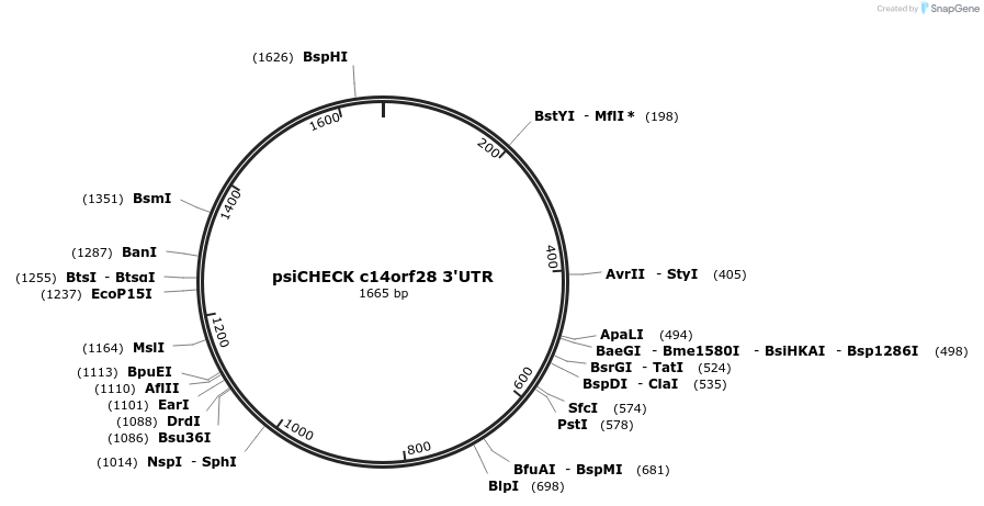 19856-plasmid-map-sequence-id-9382