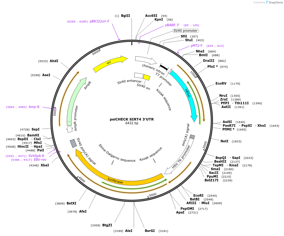 19860-plasmid-map-sequence-id-9386