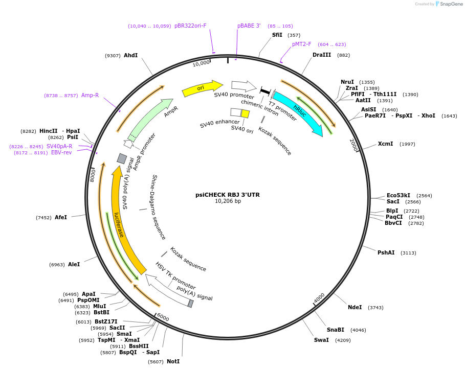 19866-plasmid-map-sequence-id-9392