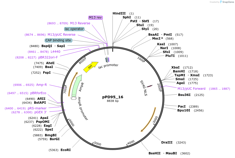 1483-plasmid-map-sequence-id-94