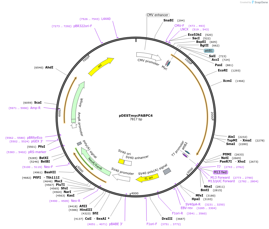 19877-plasmid-map-sequence-id-9400