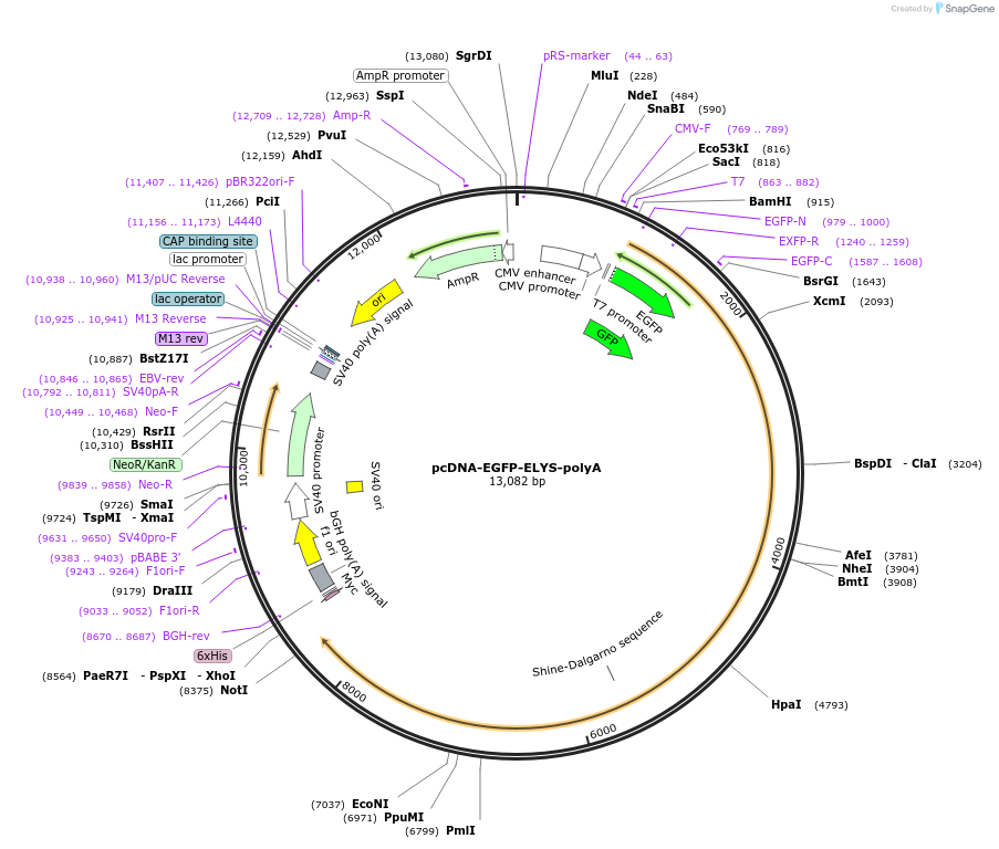 59746-plasmid-map-sequence-id-94050