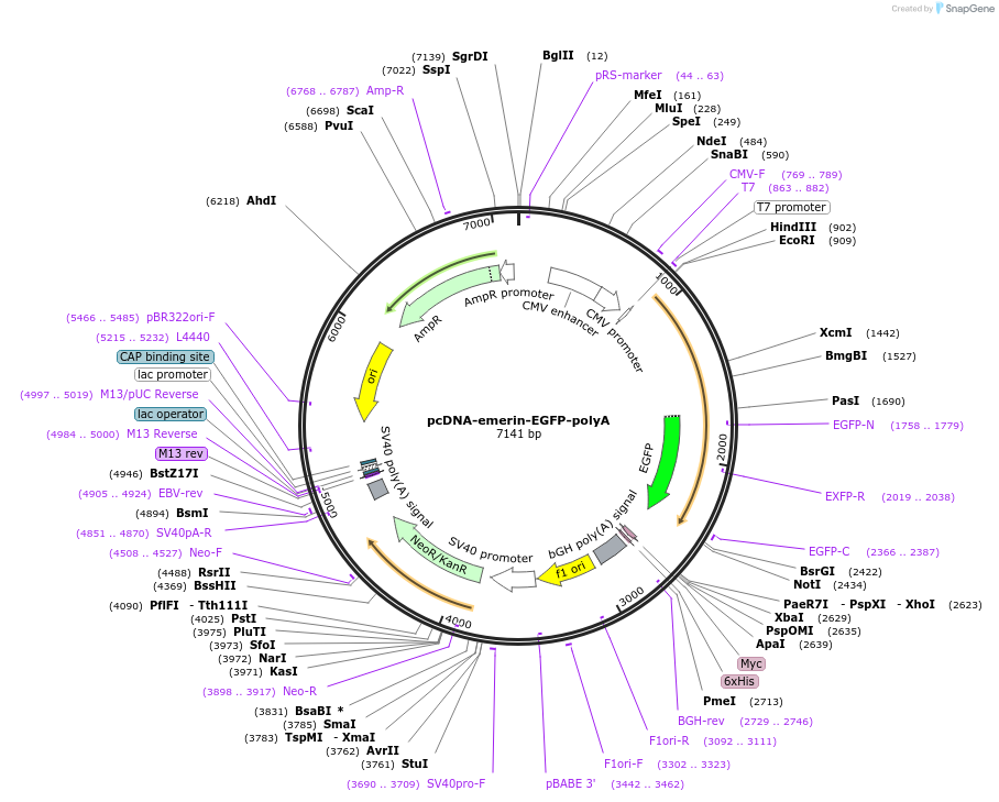 59747-plasmid-map-sequence-id-94051