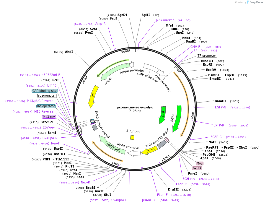 59748-plasmid-map-sequence-id-94052