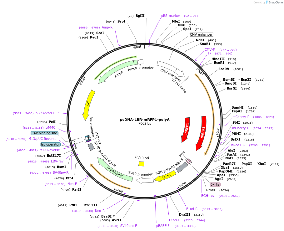 59749-plasmid-map-sequence-id-94053