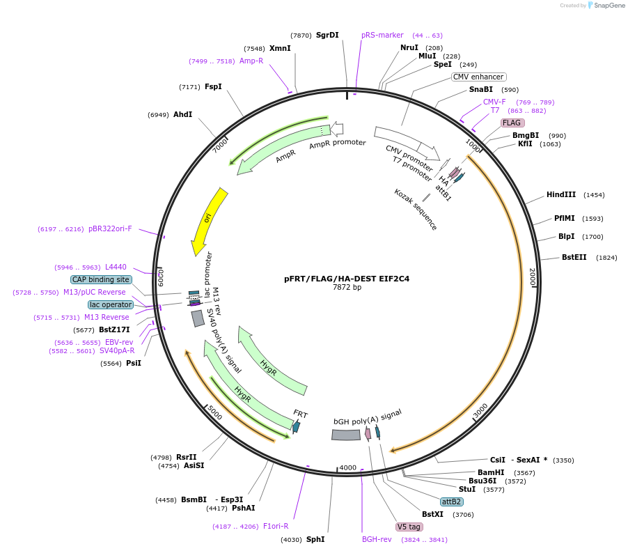19890-plasmid-map-sequence-id-9413