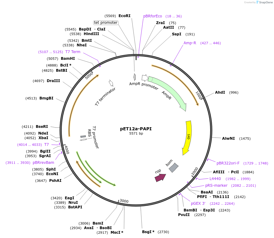 19961-plasmid-map-sequence-id-9416