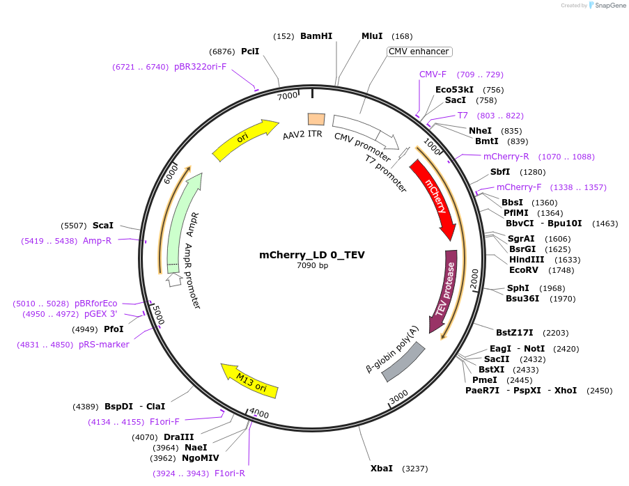 58868-plasmid-map-sequence-id-94229