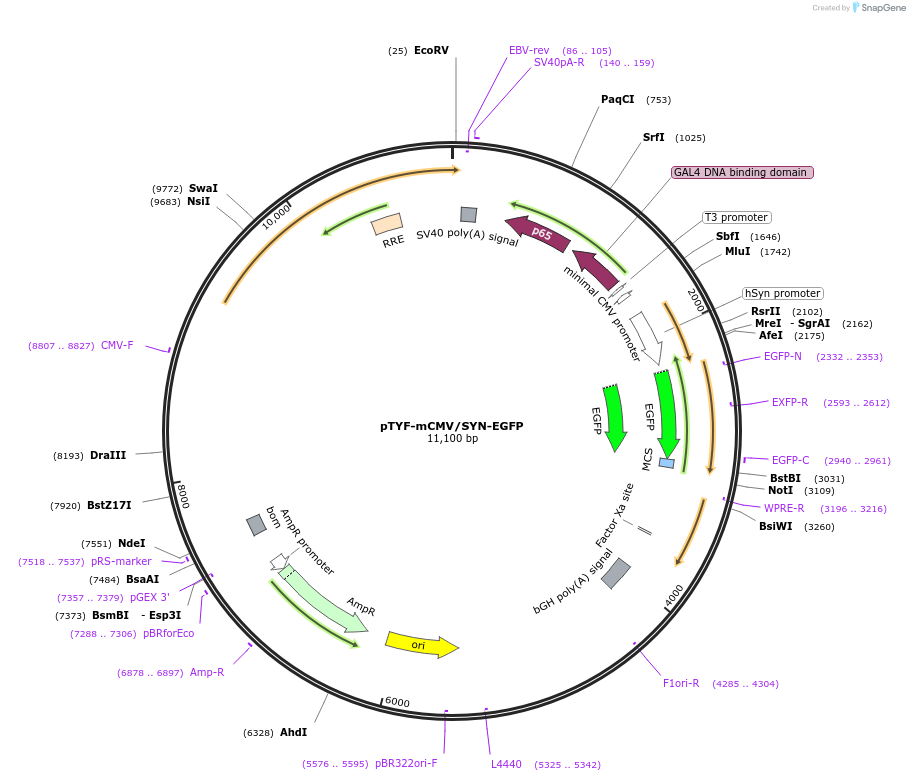 19975-plasmid-map-sequence-id-9423