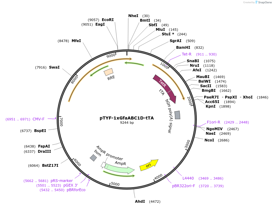 19977-plasmid-map-sequence-id-9424