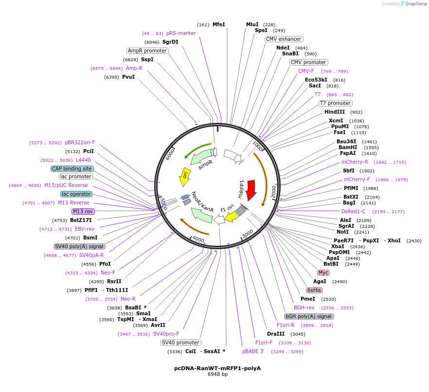 59750-plasmid-map-sequence-id-94259