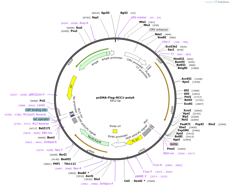 59762-plasmid-map-sequence-id-94262