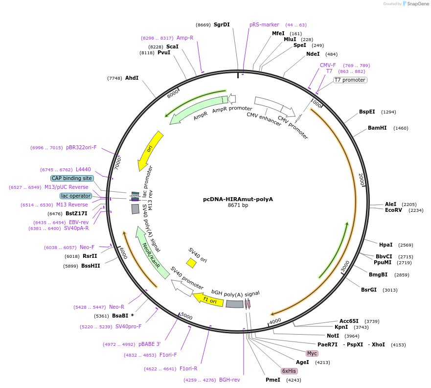 59782-plasmid-map-sequence-id-94276