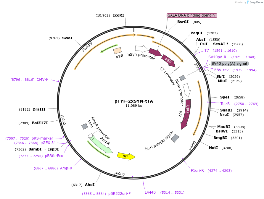 19982-plasmid-map-sequence-id-9428