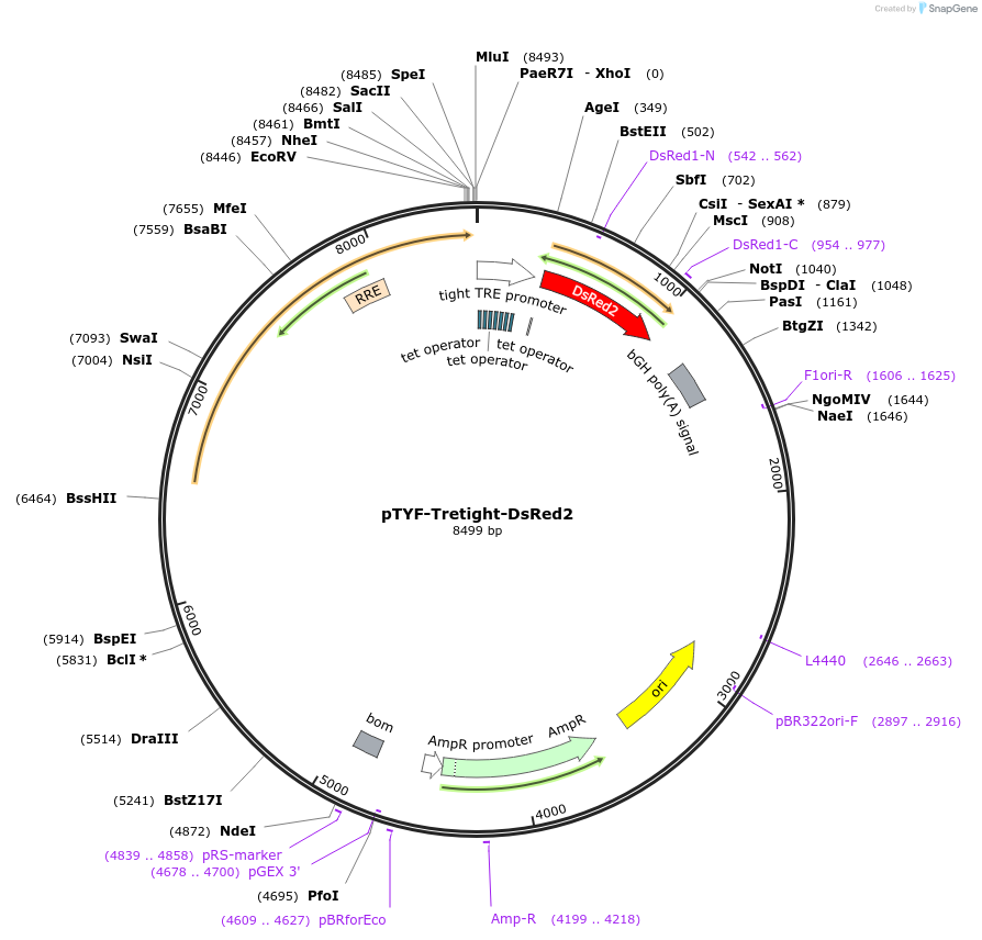 19983-plasmid-map-sequence-id-9429