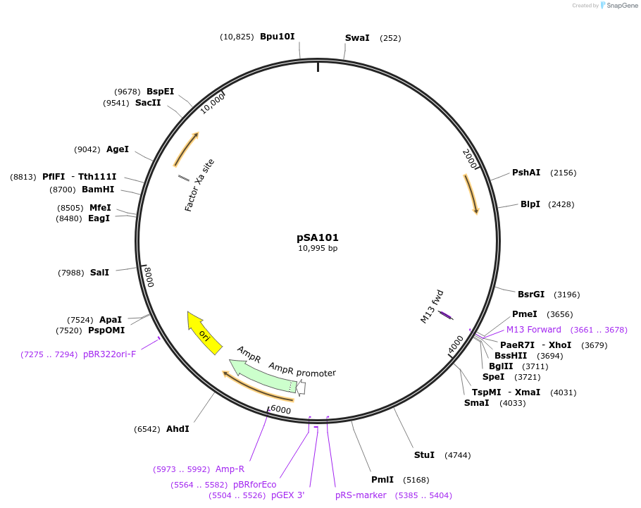 59787-plasmid-map-sequence-id-94323