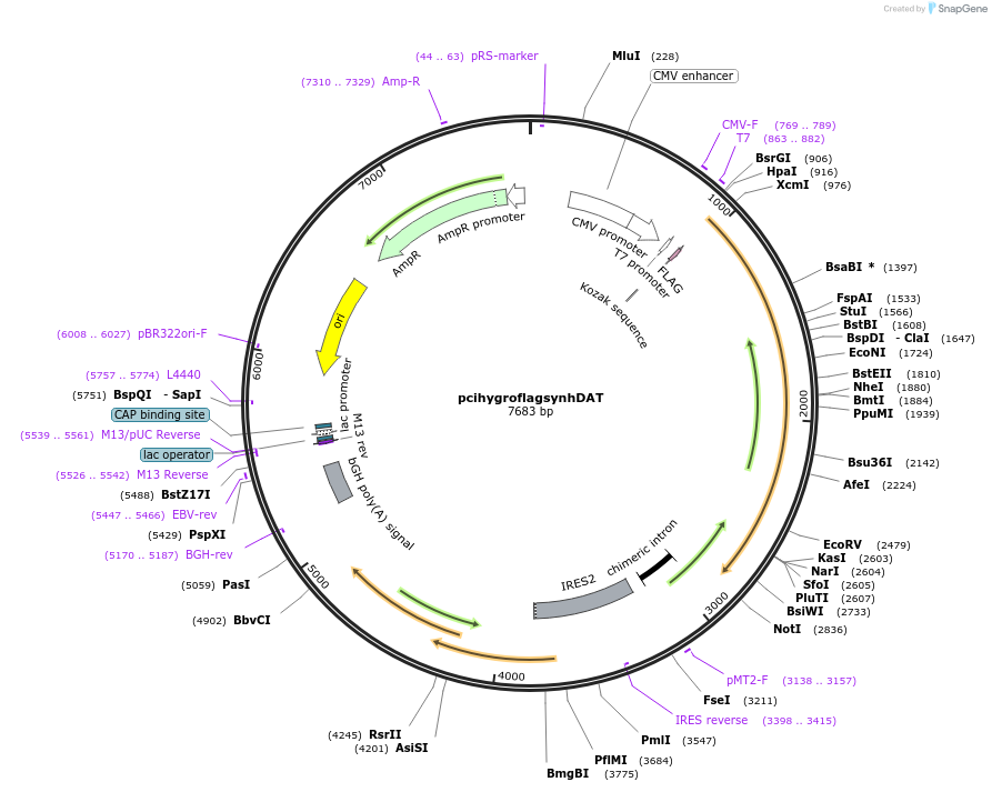 19990-plasmid-map-sequence-id-9433