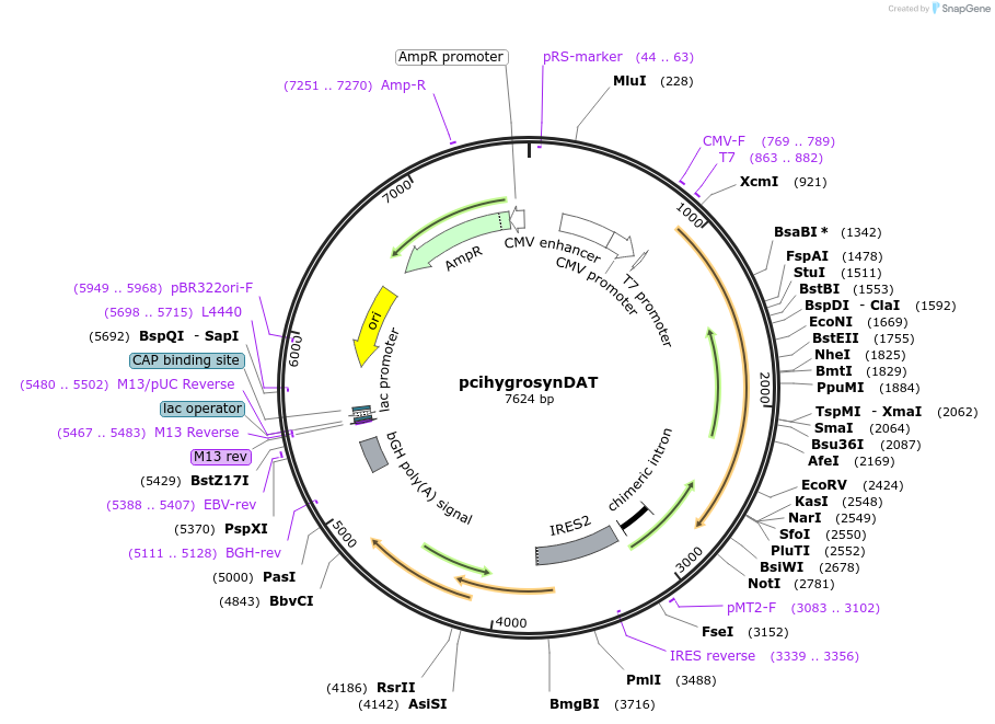 19992-plasmid-map-sequence-id-9435