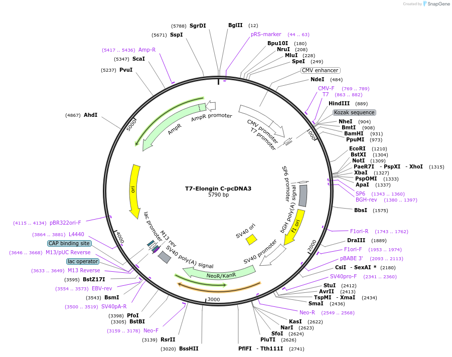 19998-plasmid-map-sequence-id-9436