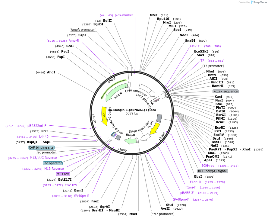 20000-plasmid-map-sequence-id-9438
