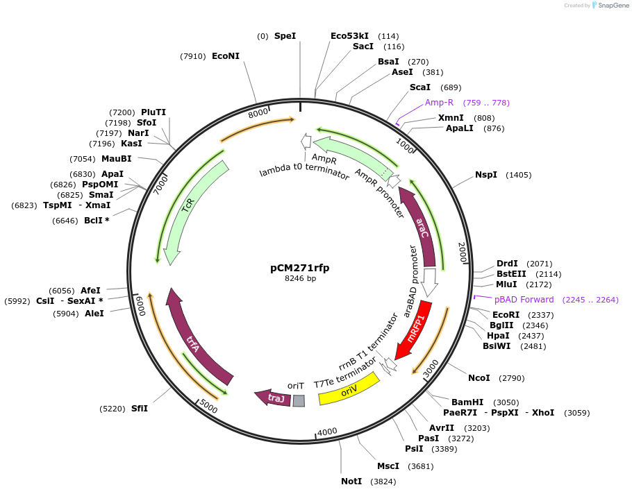 59774-plasmid-map-sequence-id-94384