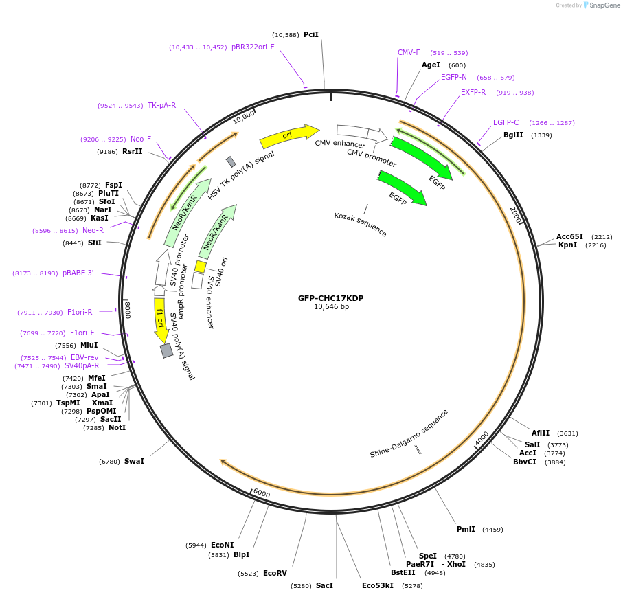 59799-plasmid-map-sequence-id-94402