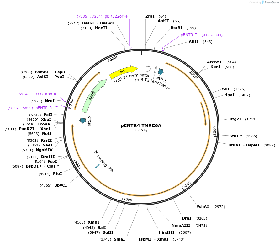 20021-plasmid-map-sequence-id-9444
