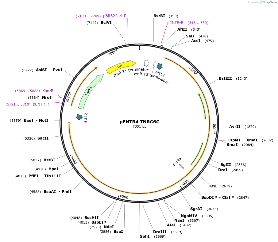 20023-plasmid-map-sequence-id-9446